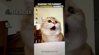 Ranking The Funniest Cat Expression Moments