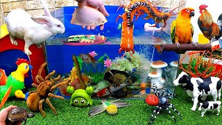 Catch Cute Animals, Chicken, Rabbit, Turtle, Koi fish, Catfish, Crocodile, Centipede, Goldfish by Tony FiSH 5,256 views 4 weeks ago 8 minutes, 35 seconds