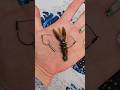 Neko Rigging The New X Zone Scented Stealth Craw 2 5 Neko Rigging The New X Zone Scented Stealth Craw 2 5
