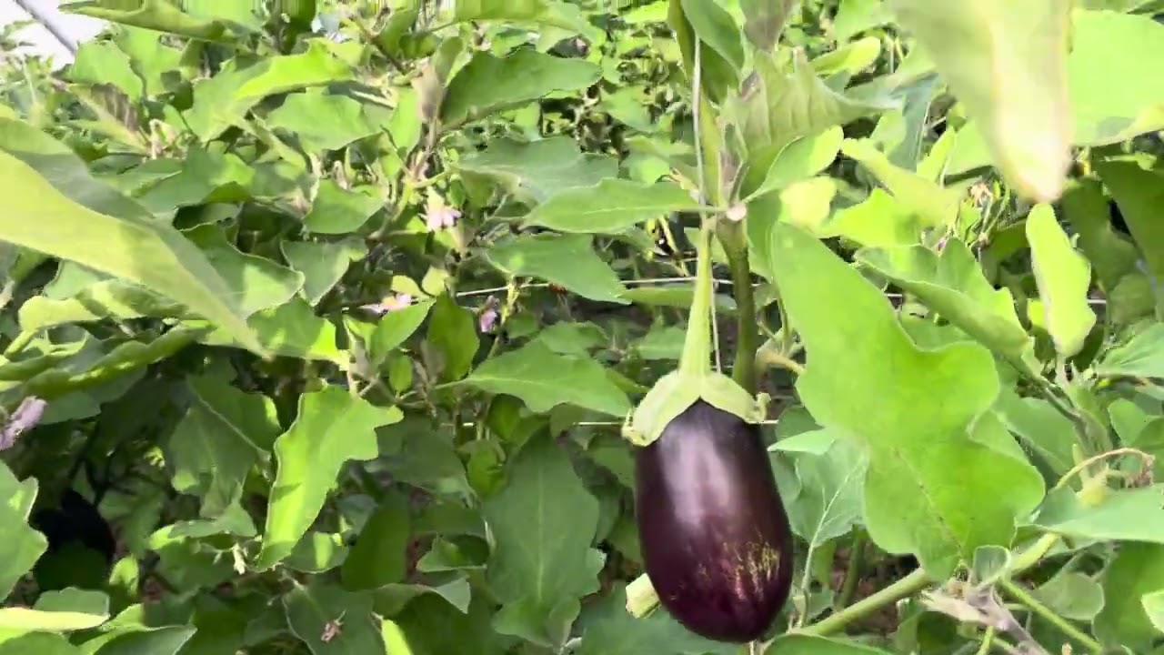 আমার বেগুন গাছ অনেকটা দুর্বল।