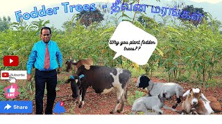 Fodder Trees  - தீவன மரங்கள்