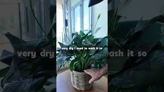 Peace lily care secrets: How to prevent dry leaves |Darrell Smith
