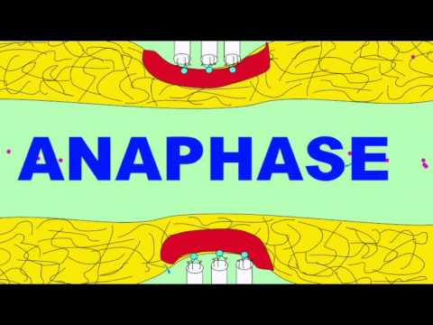 ভিডিও: Anaphase II কি হয়?