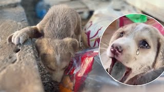 'Please save me', the sobbing puppy bowed his head and begged me with his broken jaw by Animal Shelter 102,240 views 4 days ago 8 minutes, 25 seconds