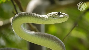 Mamba mating season | Black Mamba – Kiss of Death