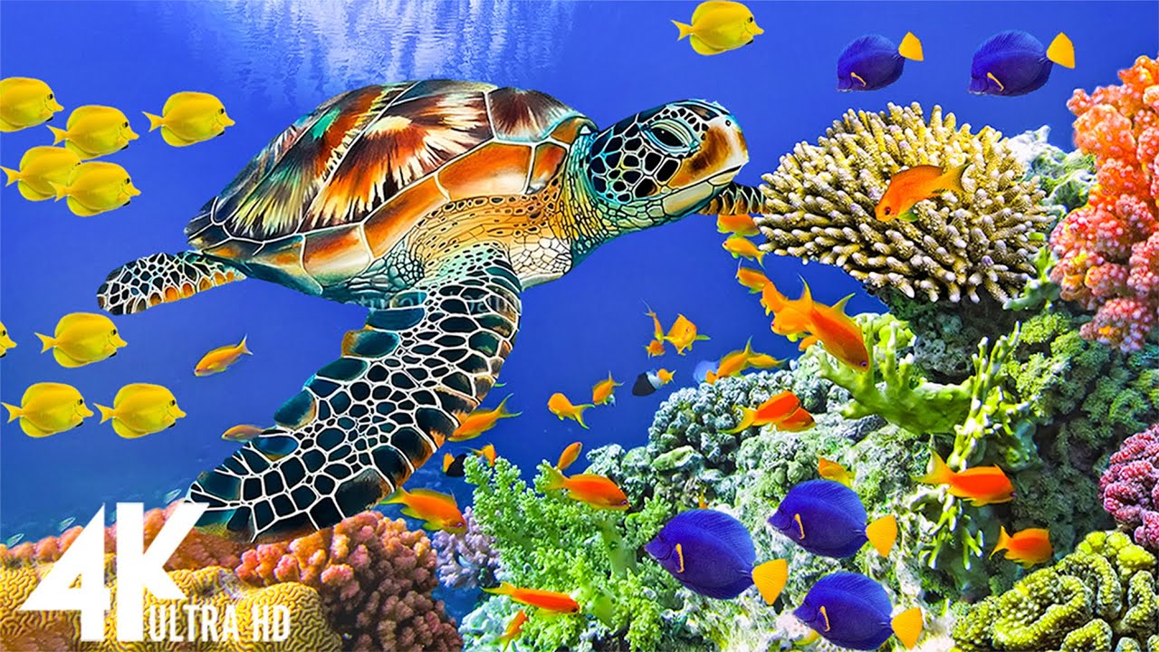 The Ocean 4K - Sea Animals for Relaxation, Beautiful Coral Reef Fish in ...