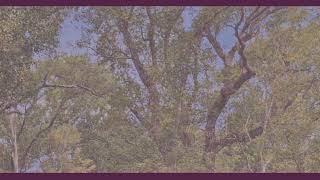 161 County Road 508 Brazoria, TX 77422