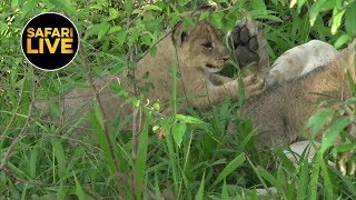 safariLIVE - Sunrise Safari - January 29, 2019