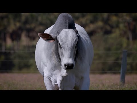 LOTE 50 - CSCC 8281