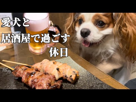 キャバリアのイベントに行けなかったので大好きな居酒屋に行ったら最高でした…