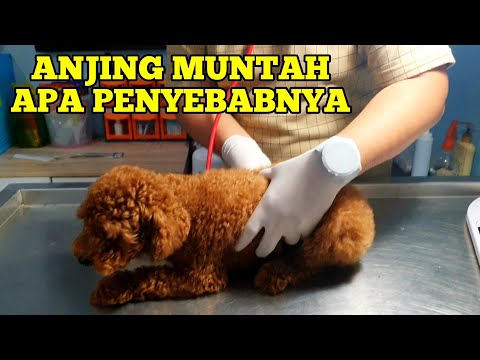 Video: Refluks Asam Anjing - Perawatan Refluks Asam Untuk Anjing