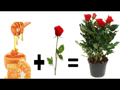 Balkonda Bal ile Gül Köklendirme Bu Kadar Kolay How to grow rose at home