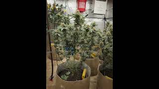 MY FIRST GROW EVER