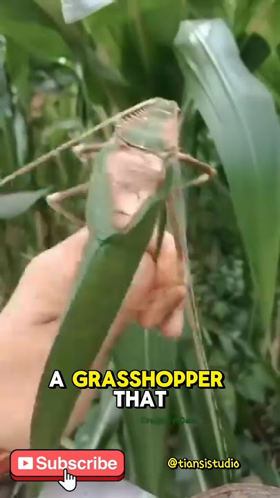 A Grasshopper That Sounds Like a GUN?! 🔫🐞😱 #shorts #naturefacts