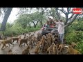 बरसात में बंदरो की रोटी, बेर और सेब पार्टी ll Today's monkey 🐒 Feeding bread, bair and apple party l
