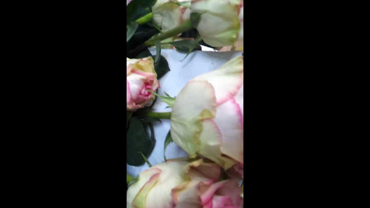 esperance rose youtube