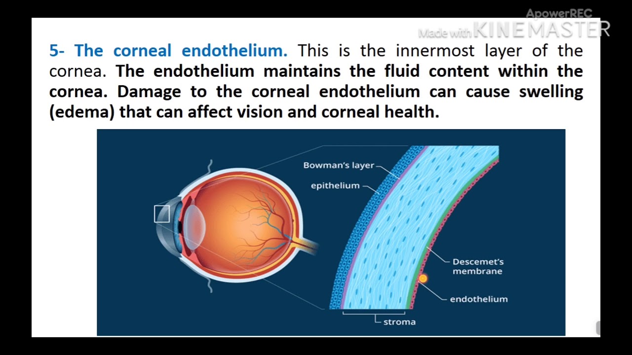 محاضرة 7  تشريح الوجه والعنق والعين ، قسم البصريات - المرحلة الاولى