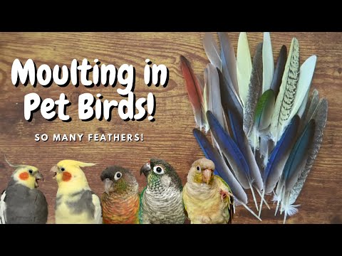 Moulting in Pet Birds! | BirdNerdSophie