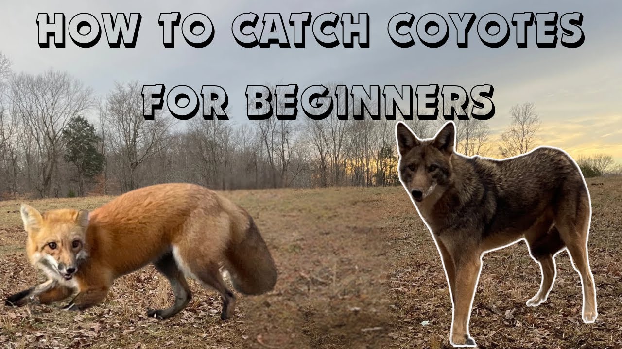 The Secret to Catching Coyotes (For Beginners) Showing Catches, Sets