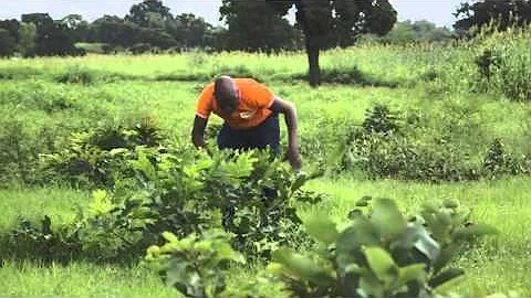 How to do FMNR - Pruning for natural regeneration