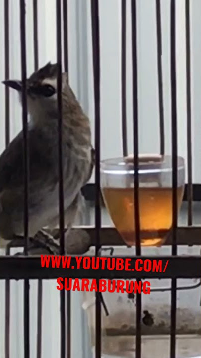 Merbah Kapor Galak - Trucukan Gacor | Hoánh Hoach Trang