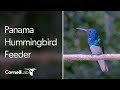 Colorful Tropical Hummingbirds at the Panama Hummingbird Feeder Cam at Canopy Tower | Cornell Lab