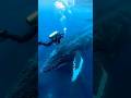 30 Haathiyon se Bhi Badi! 🐋 Blue Whale Shocked Me!#facts #shorts #viral