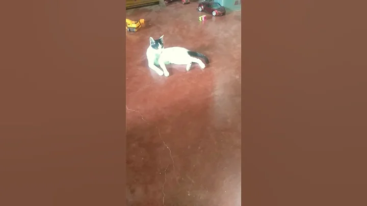 Video 10104021: cats meow baby cute, cat funny meow cute, cat baby girl