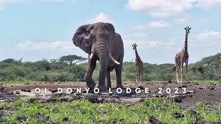 The Best Wildlife Sightings from ol Donyo Lodge 2023