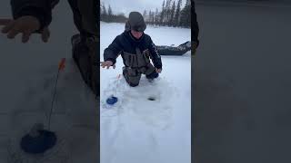2024.03  Сработка жерлицы. Северная Карелия #fishing #icefishing