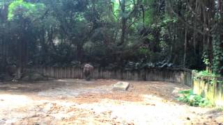 Rhinoceros in Chimelong Safari Park.