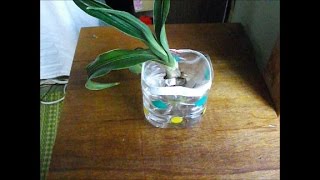 ヒヤシンスの水栽培での育て方 根腐れや虫の予防 花が咲いた後は トリビアハウス ヒヤシンスの水栽培での育て方 根腐れや虫の予防 花が咲いた後は トリビアハウス