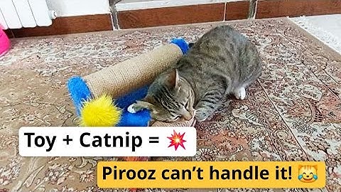 Catnip + Toy = Pure Joy! | Watch Pirooz Go Wild! 🐾😹
