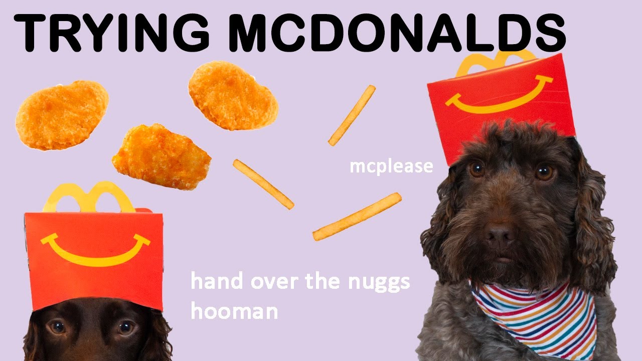 Dogs having their first Mcdonalds Happy Meal! YouTube