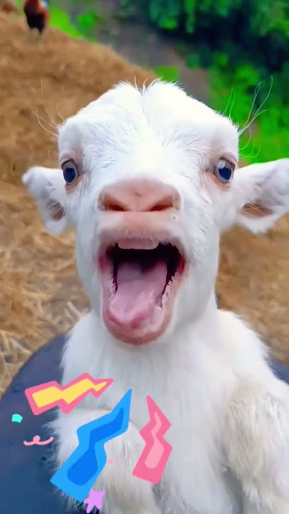 Cute baby goats 🐐 💕 #animal