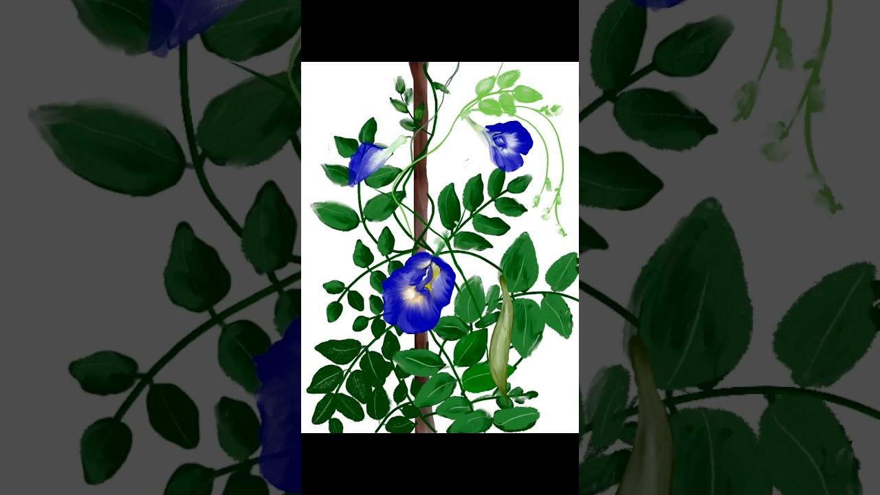 Blue Butterfly Pea Digital Painting Timelapse Video 