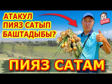 Video: Табигый дарылар катары пияз жана сарымсак