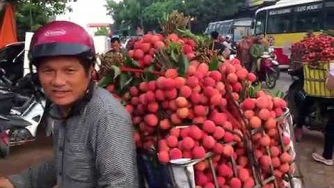 Giá vải thiều Lục Ngạn hôm nay 19/6/2020 | Vải Thanh hà đẹp giá 33k - 35k | bản sắc miền núi