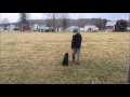 Directional dog training, right and Left Directional dog training, right and Left