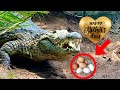Dangerous Nile Crocodile Egg Collecting at Gatorland‼️‼️‼️