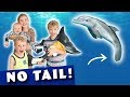 Florida Dream Vacation, Episode 12 - Dolphin with NO TAIL!