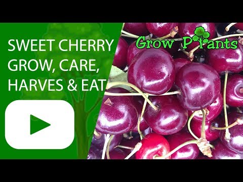 Sweet Cherry tree - grow, care, Harvesting & Eat