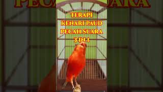 Terapi Kenari Paud Cepat Pecah Suara 3 In 1  Canary Singing