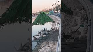 البحر الجبيل سمك تحت البحر وبيت بطة Bnz78 .Jubail5034