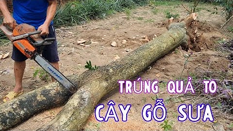 Trúng Lớn Cây Sưa Đỏ 20 Tuổi - Khai Thác Lấy Lõi Xuất Đi Trung Quốc - Gỗ Sưa Non