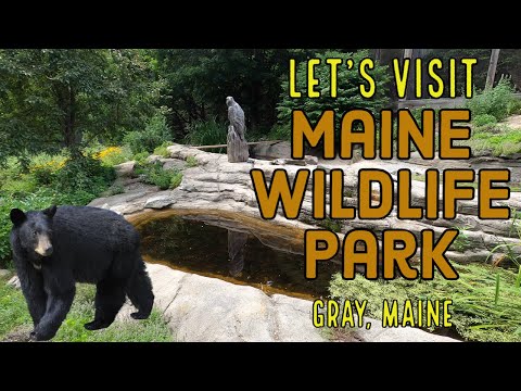 Video: Maine Wildlife Park - Katso Maine Moose -takuu