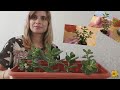 Комнатные растения🌱Денежное дерево🌷Дерево любви💖Толстянка🍀Крассула Овата🌱Крассула Минор🌷Формирование