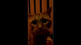 Shrek cat 20 years /20 летний кот из шрека Shrek cat 20 years /20 летний кот из шрека