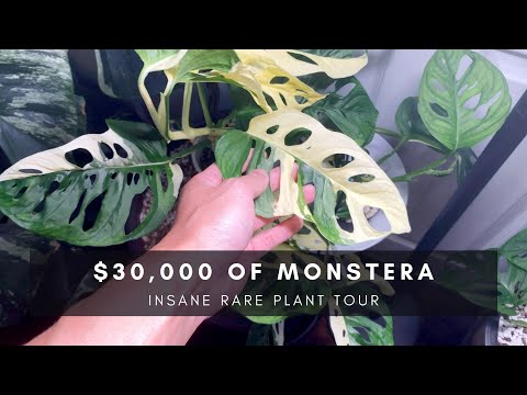 The Variegated Adansonii Episode | Rare Plant Tour | Collector-Seller Series P1 | Ep 50