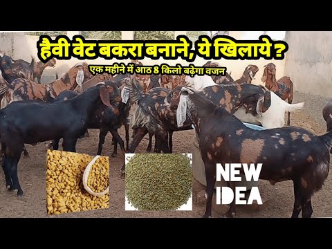 वीडियो: एक प्रकार का अनाज पानी में कैसे पकाने के लिए